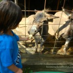 My daughter feeds a donkey