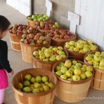 apple orchard barrels of apples