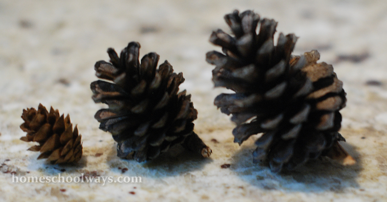 Three pine cones, small, medium and large