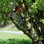 boy climbing apple tree