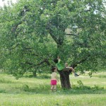 Kids climb an apple tree