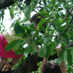 Kids in an apple tree