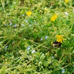Bee on wild flower