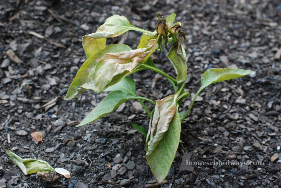 Pepper plant shriveled up because of snow