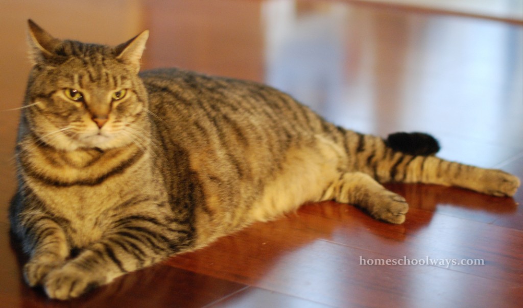 Large male tabby cat