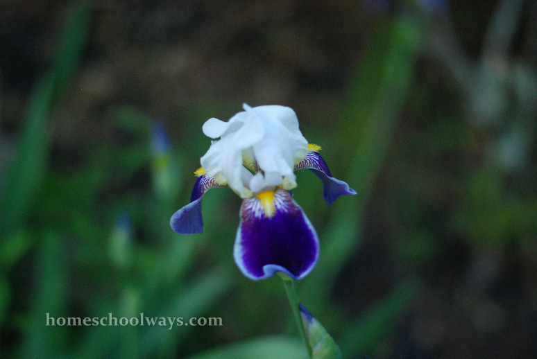White and purple iris flower