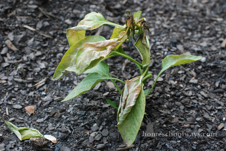 Pepper plant shriveled up in my first garden this year, after hail and snow damage