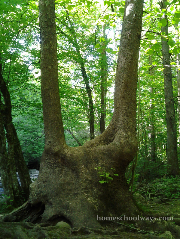 Tree with a double trunk in the Great Smoky Mountain National Park