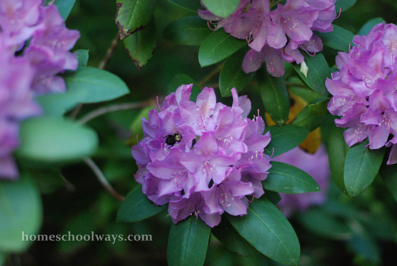 Rhododendron flowers