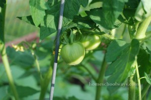 Green tomatoes on the plant