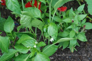 Tiny green peppers on the plant