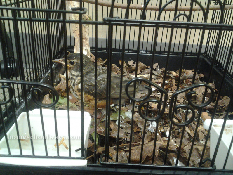 Little bird in a cage - my kids observed it and played with it for an hour
