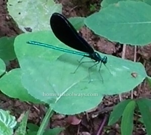 Black-winged dragonfly