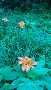 Wild lilies