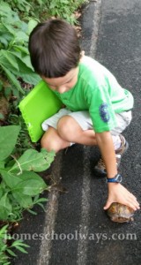 Boy touches a turtle