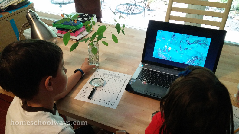 Boy and girl studying jewelweed