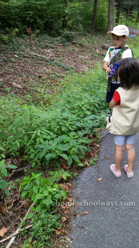 Boy and girl looking at jewelweed plants