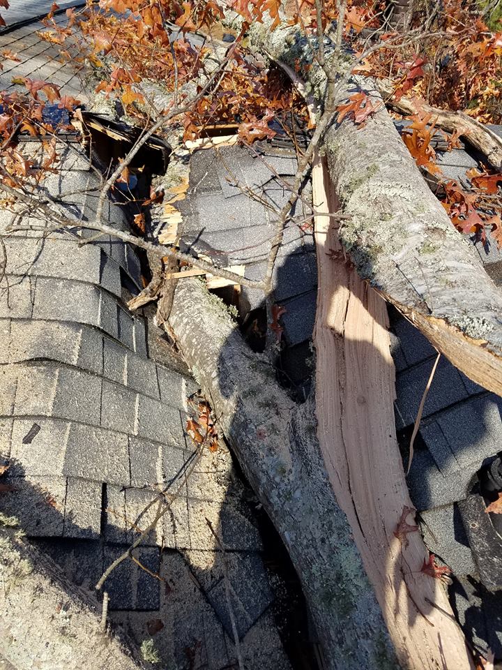 Tree falls on roof