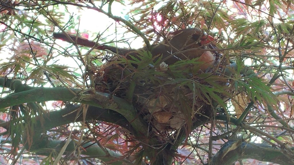 Female cardinal sitting on eggs in nest