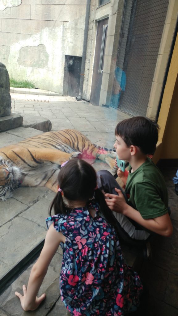 Boy and girl look at a tiger in the zoo
