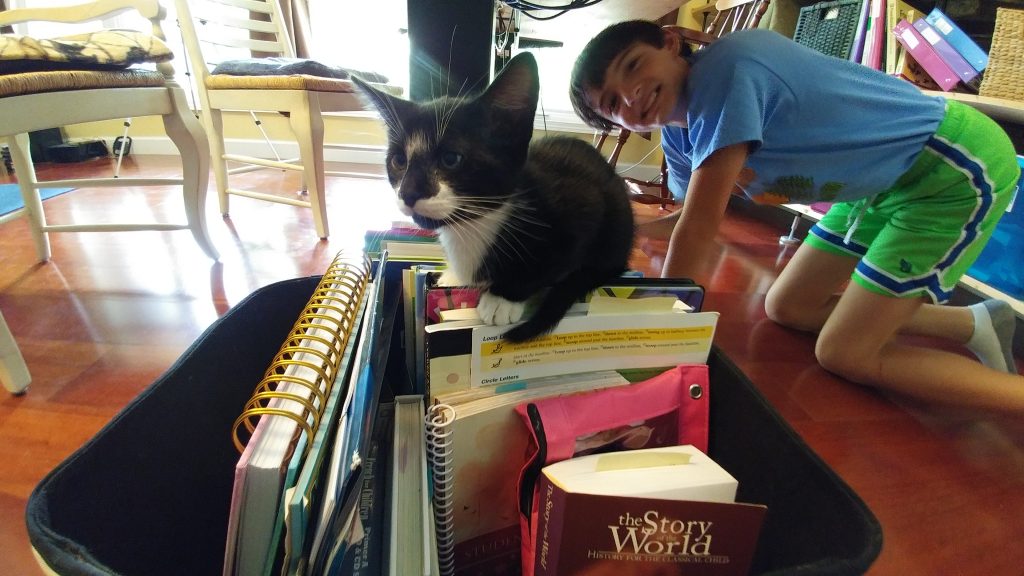 Kitten in Book Box