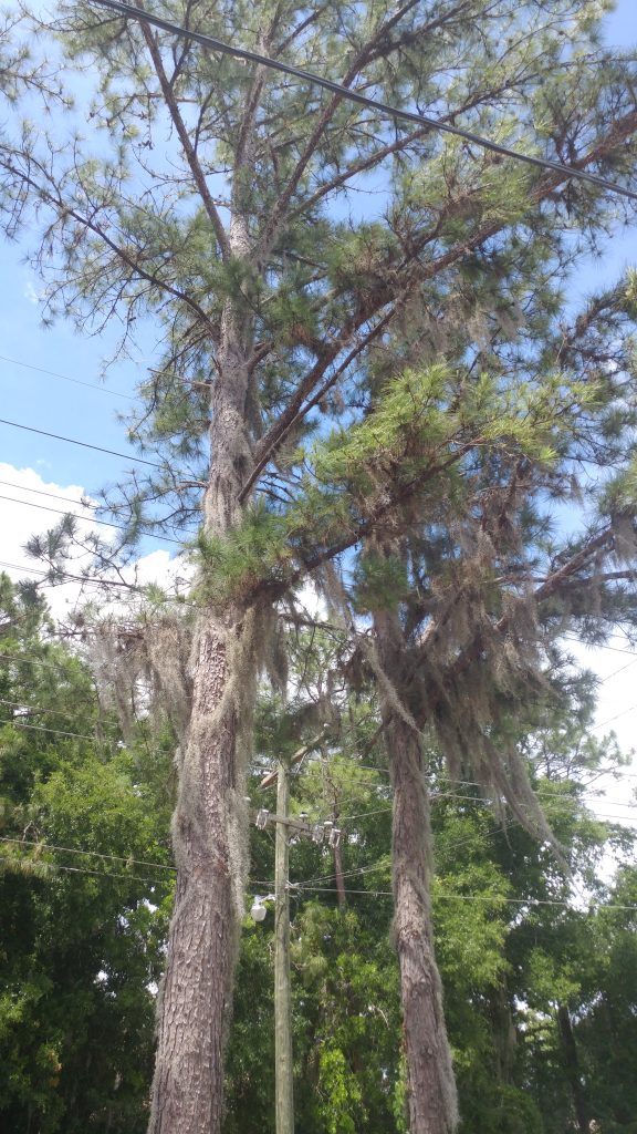 Spanish moss growing on Florida trees