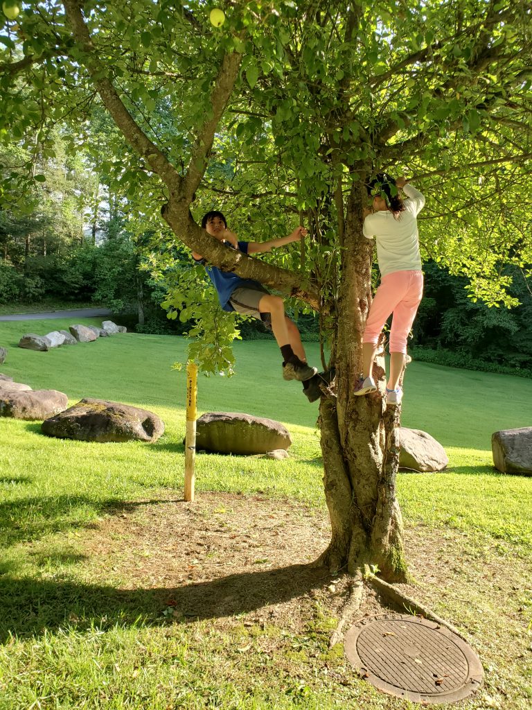 Children climb tree