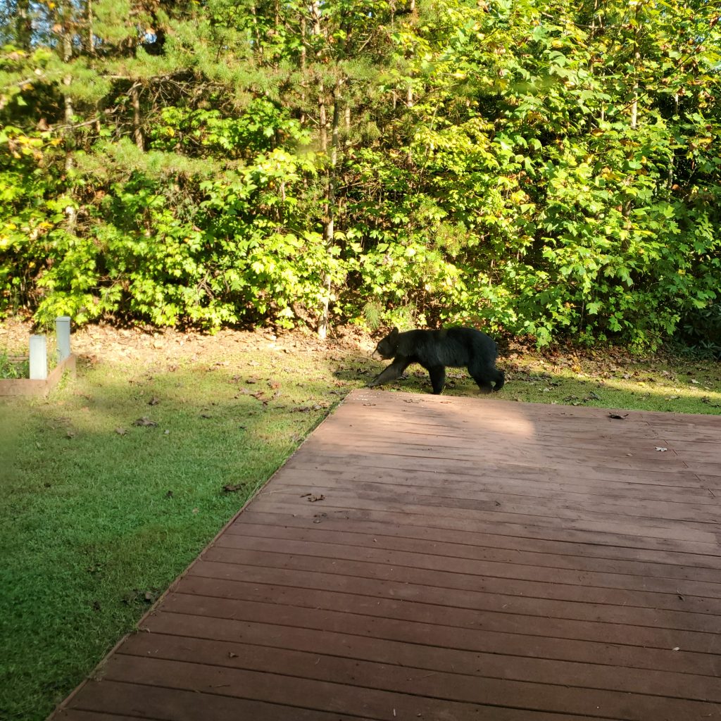 Black bear in our yard