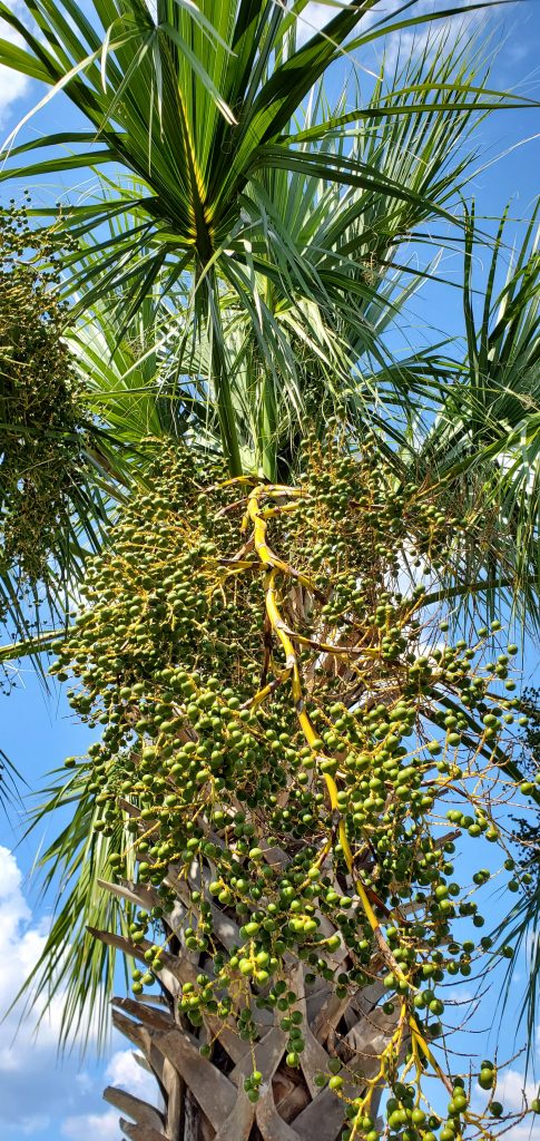 Palm tree berries