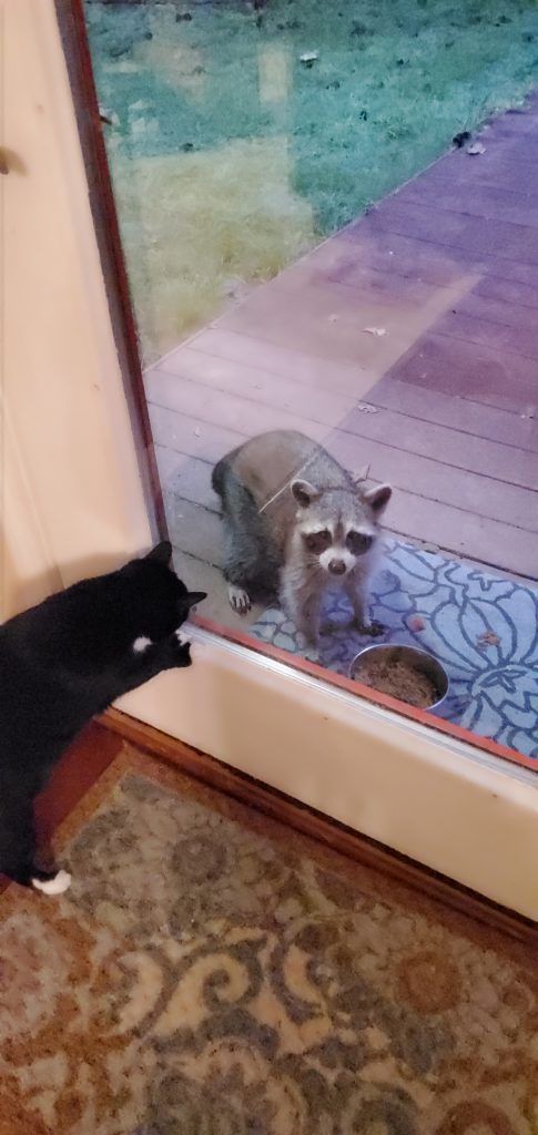 Cat looking at raccoon