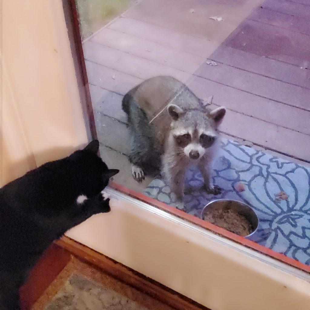 Raccoon eating cat food