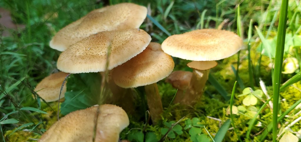 Backyard fungi