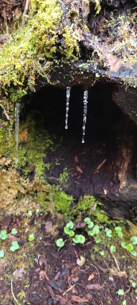 Icicles on Meigs Creek trail