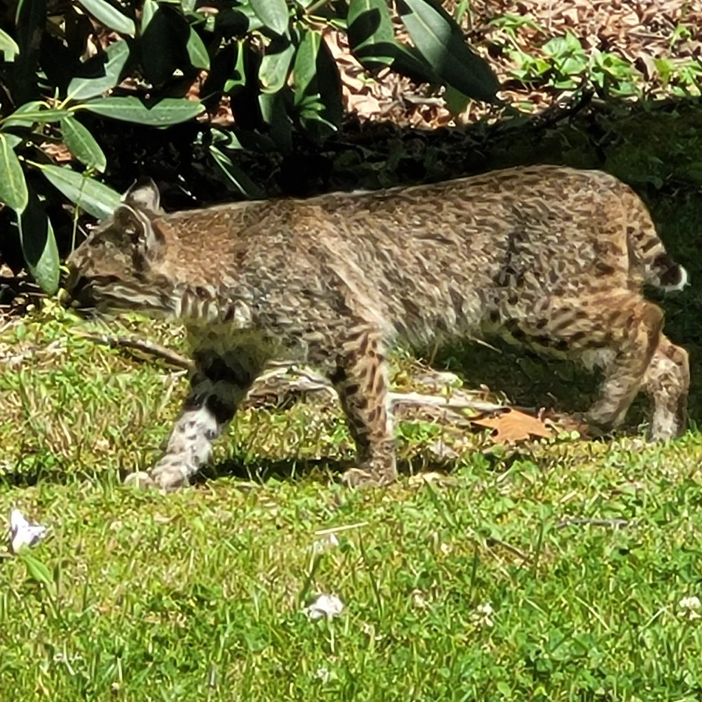 Bobcat walking in the grass