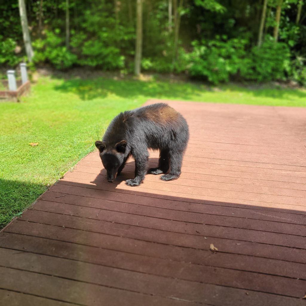 Black bear on patio
